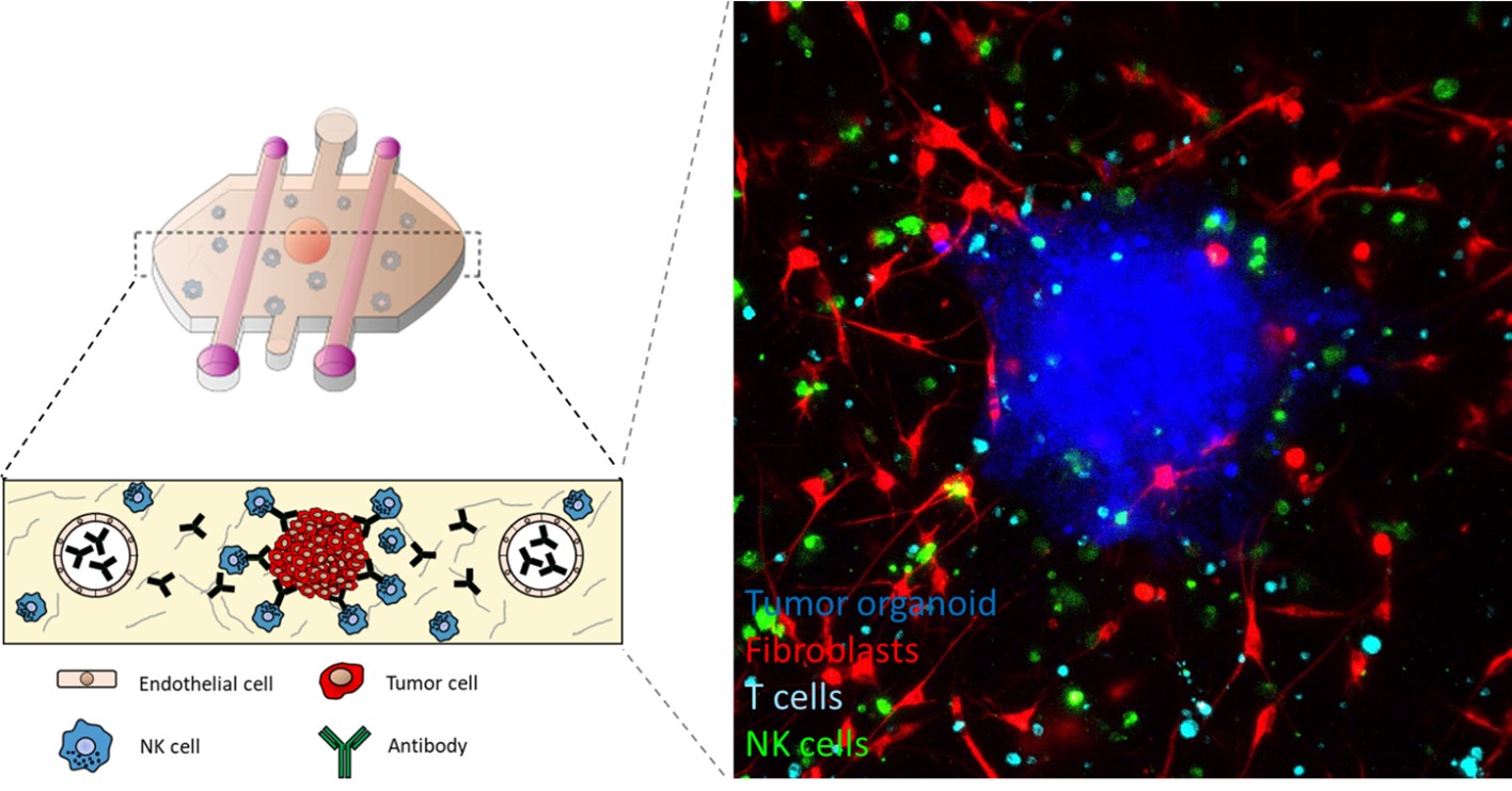 image of microphysiological